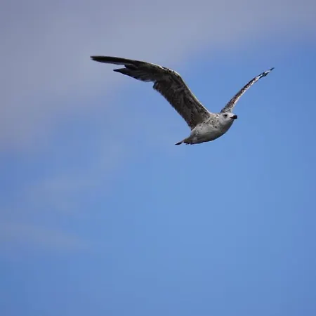 Apartment Meyers Logierhaus Krebs Norderney